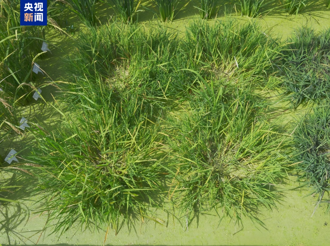 中国水稻，又有新突破！