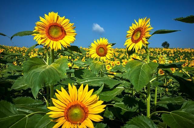 2026最想实现的一件事祝2026年今日头条新年新气象，愿我能在这个平台上认识更