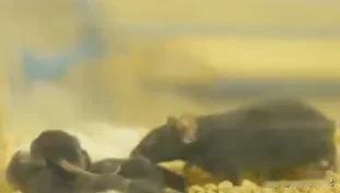 神舟飞船带回的“太空小鼠”成功产仔！9只幼崽健康成长，科研突破引关注
 
中国科