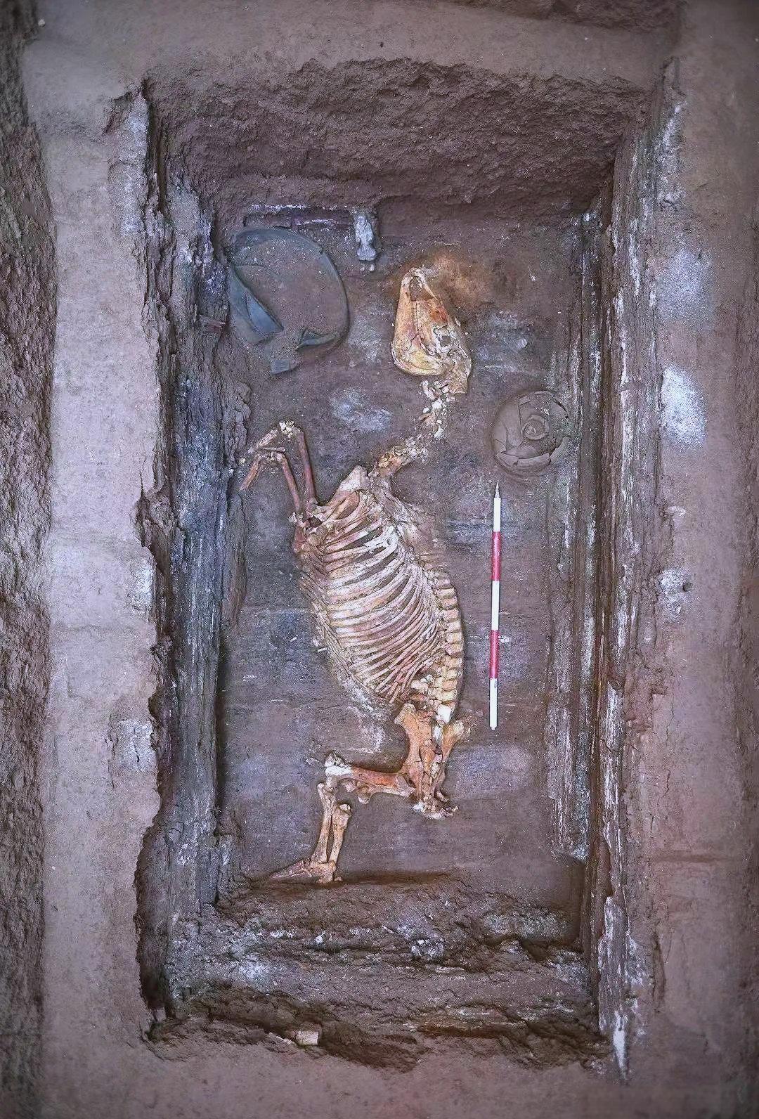 【汉文帝霸陵发现进口宝马】
汗血宝马的梦想，在被文帝的孙子实现了。
媒体报道，近