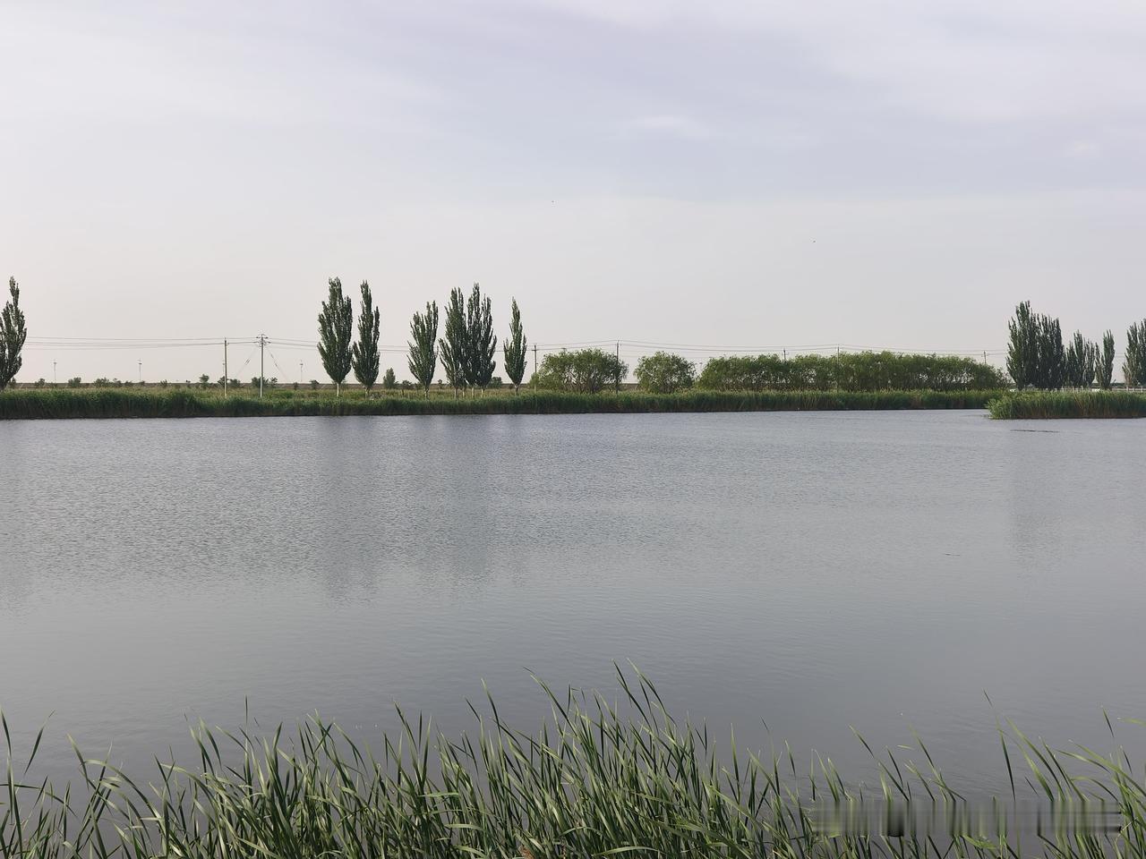 早晨去公司的路上，风有点大，尤其是在往鱼塘方向的那段路。

在北方，夏季刮西北风