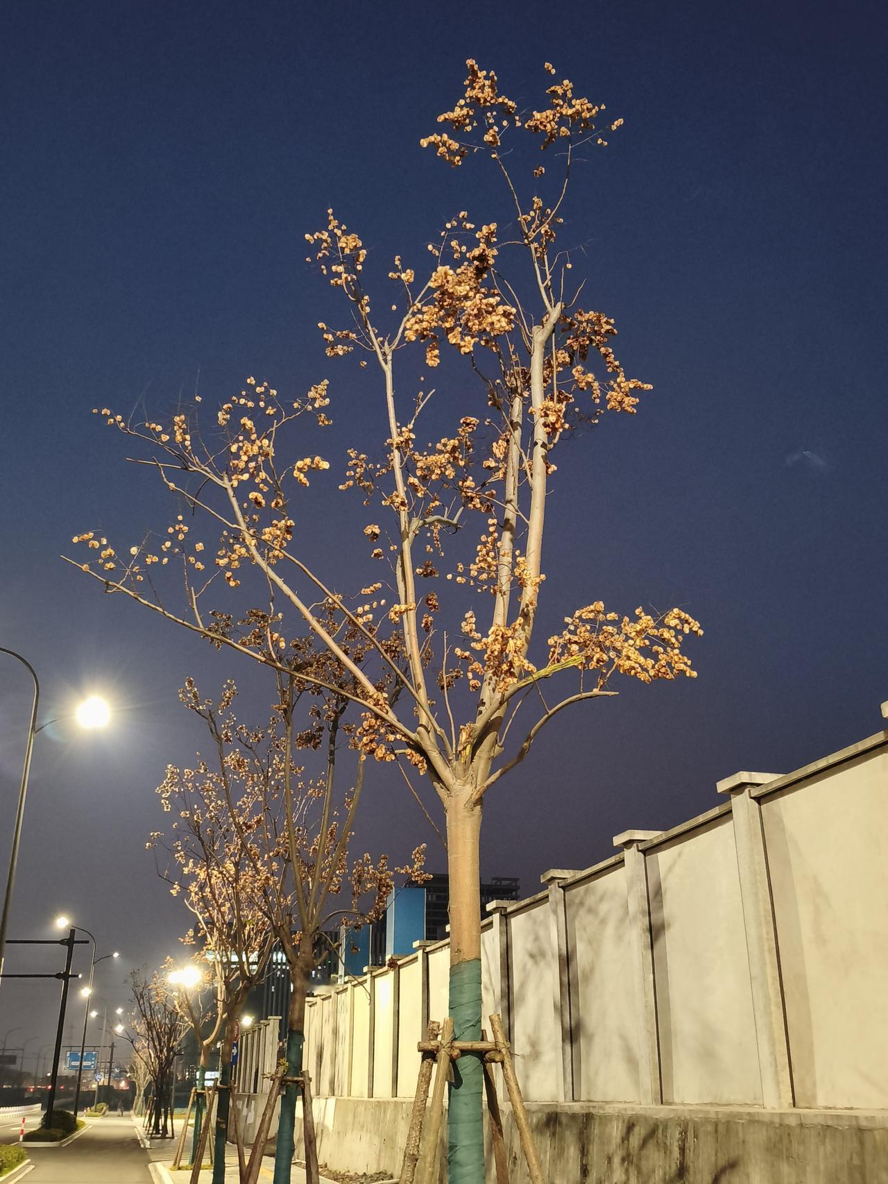 今年冬天的不同