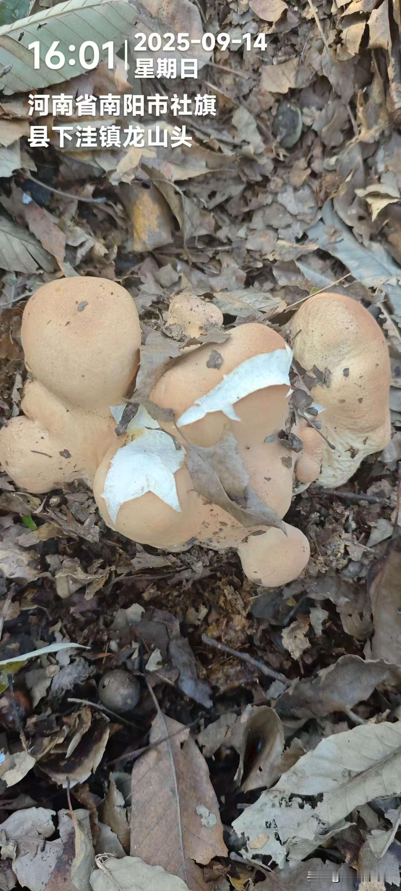 这是在社旗县下洼龙头山发现的一种蘑菇，但不知道是什么种类的，是否能用