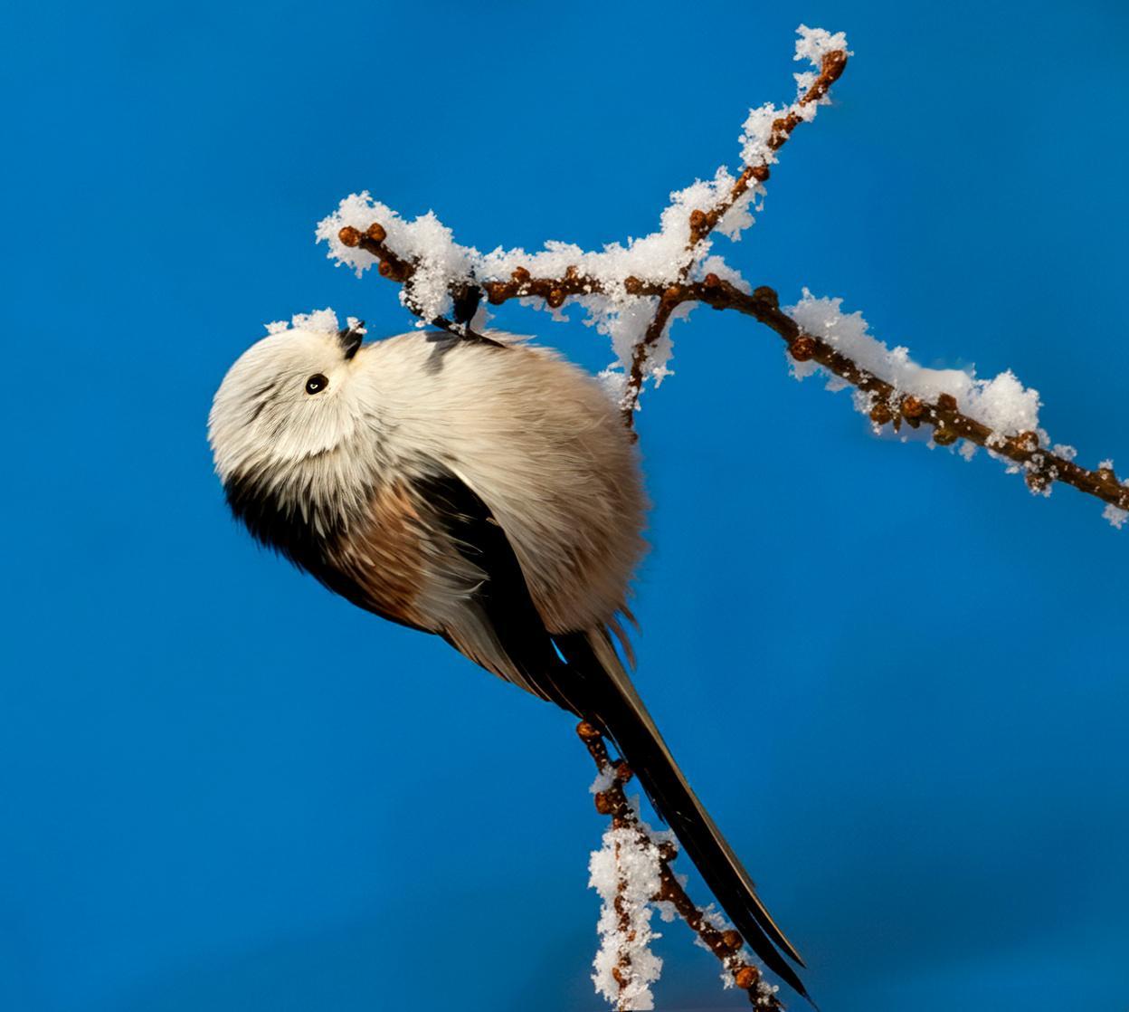 挂在雪枝上的小毛球，一定是冬天派来的治愈精灵。