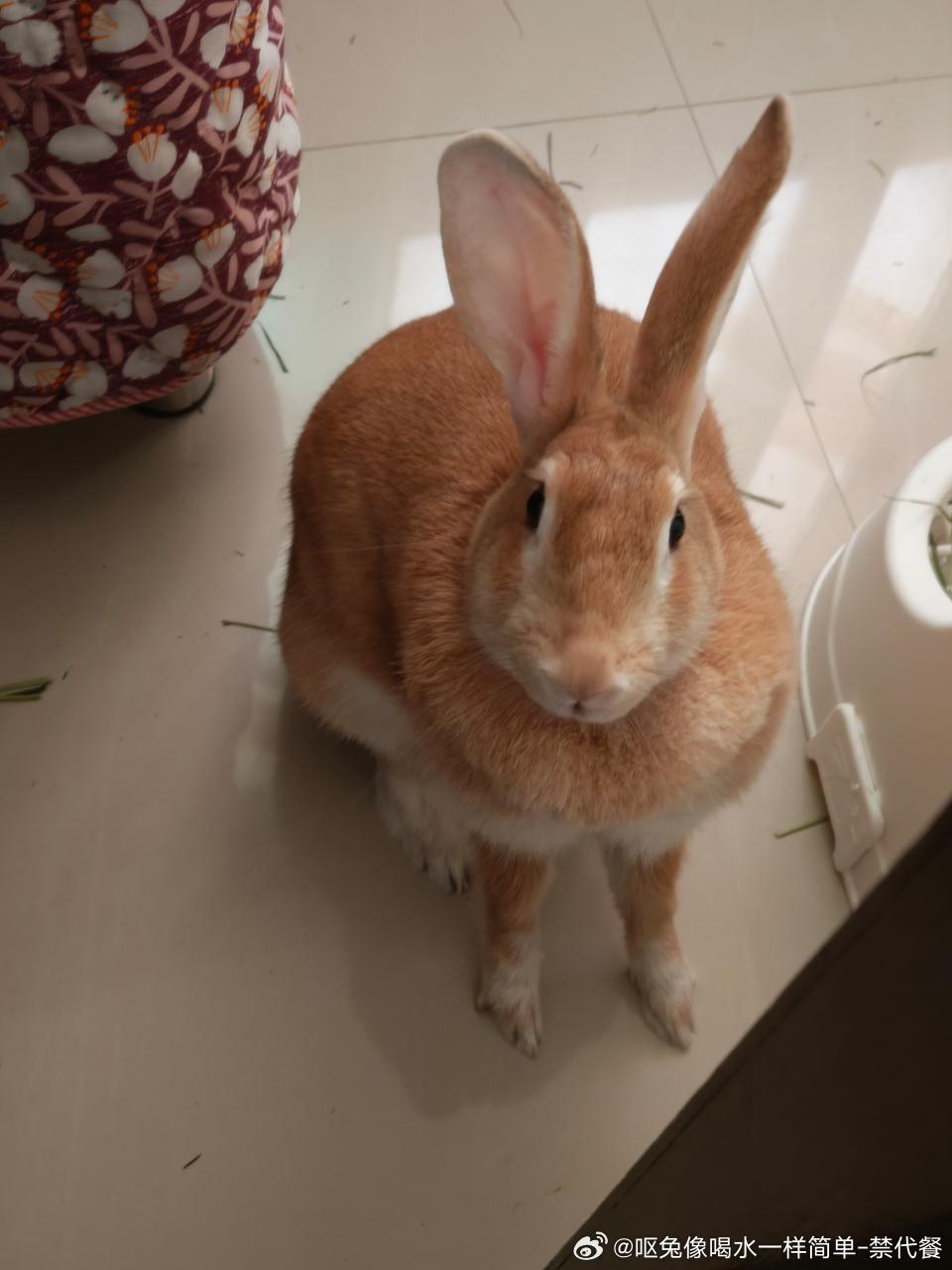 14360🐇【每次】人回家兔就这样肥嘟嘟的坐在门边 