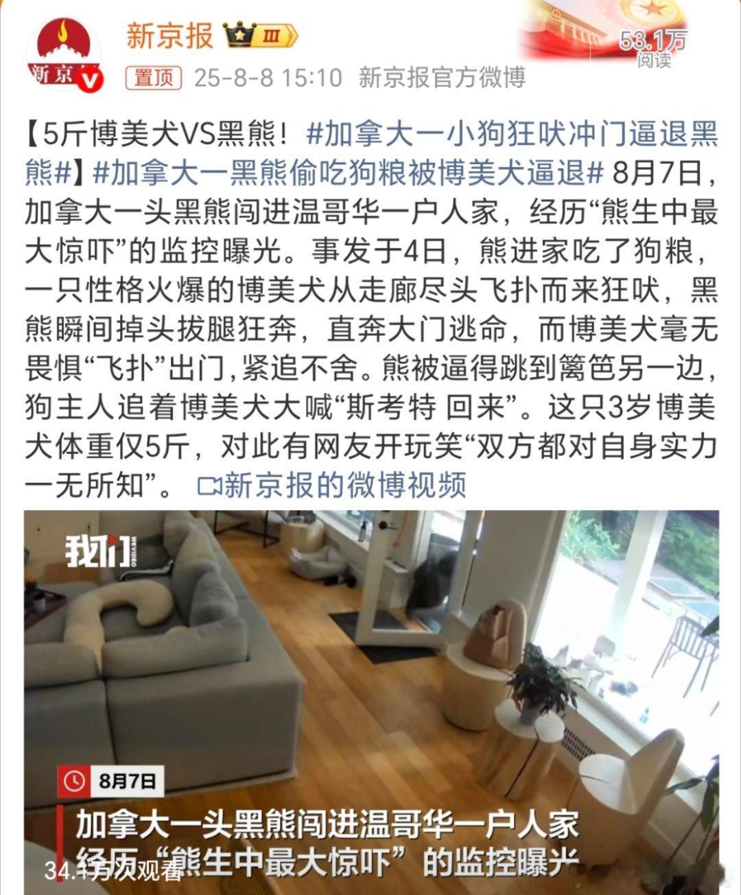 加拿大一黑熊偷吃狗粮被博美犬逼退看着视频里面怎么感觉有点“倒反天罡”？那么大只会