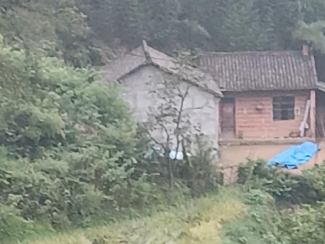 9月6日，中元节恰逢双休日，陪着老伴回老家，既能尽一份心意，还能体验一把上树打栗