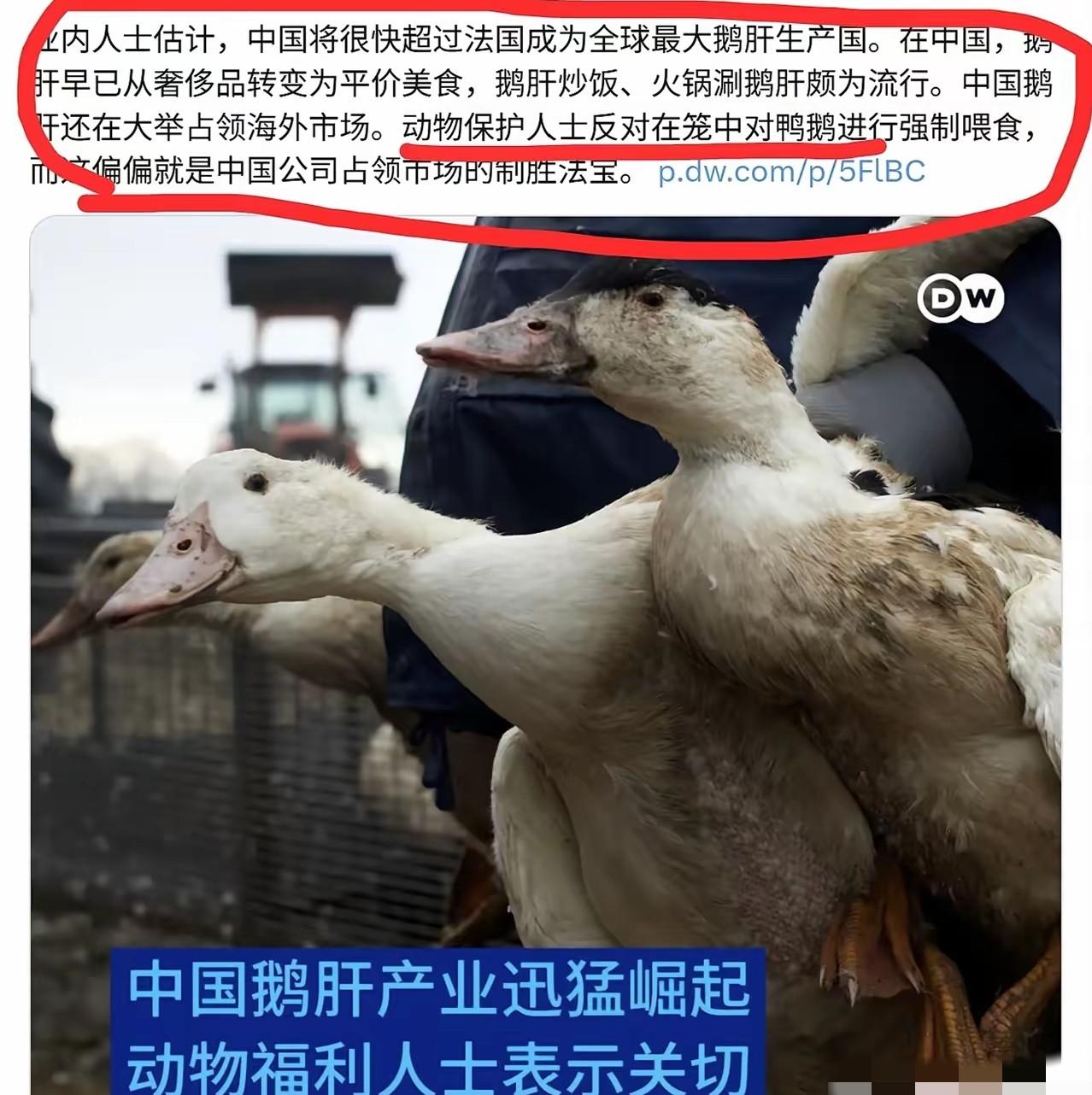 当中国鹅肝生产超过法国后，欧洲的动保组织坐不住了，开始反对我们强制喂食鹅了，其实