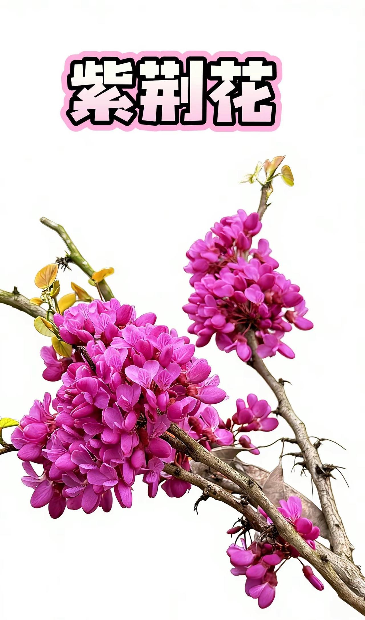 紫荆花开 好运自来晒晒你拍的花 赏花🌸听歌🎶