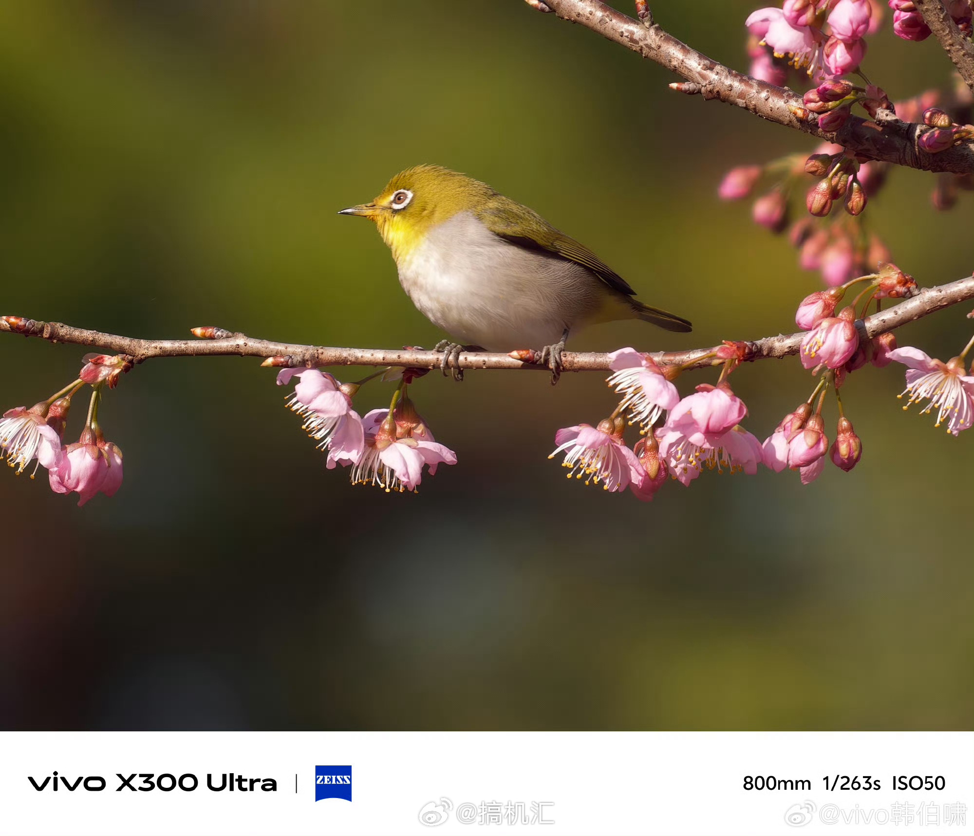 vivo X300 Ultra观鸟神器 