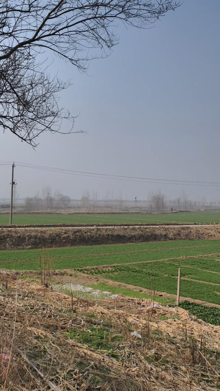 德州小麦返青起身期苗情向好：促弱转壮正当时。

今天是2026年3月12日，随着