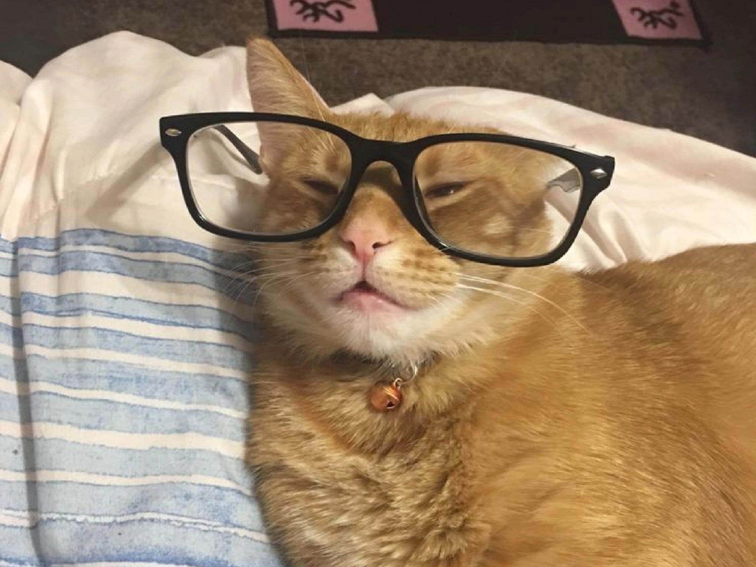 博学小咪 ​​​