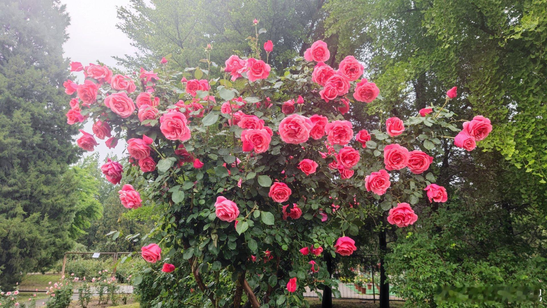 国家植物园雨中赏花摄影​​​