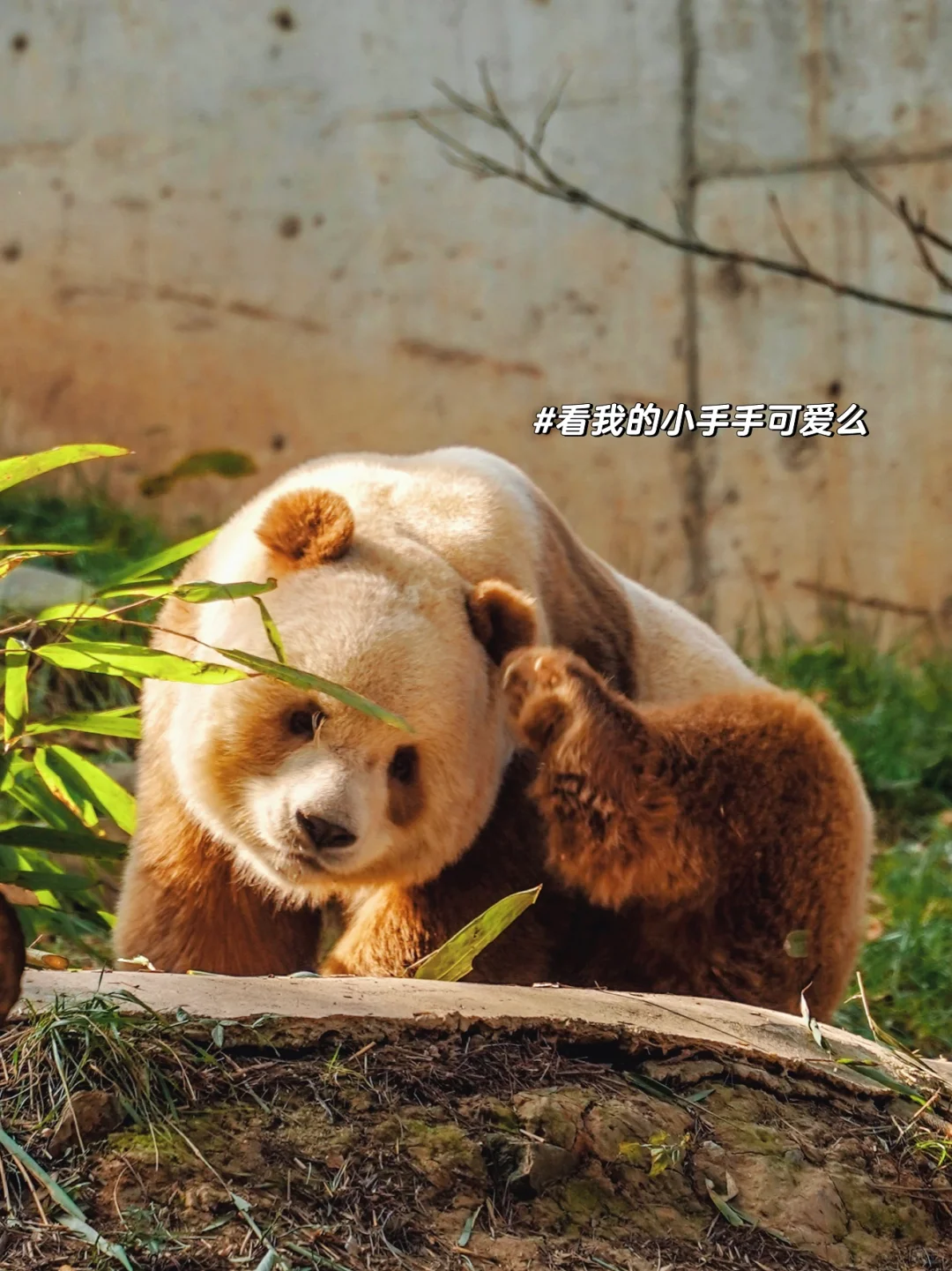 800个心眼子的七仔看了🐼全网超全攻略❗️