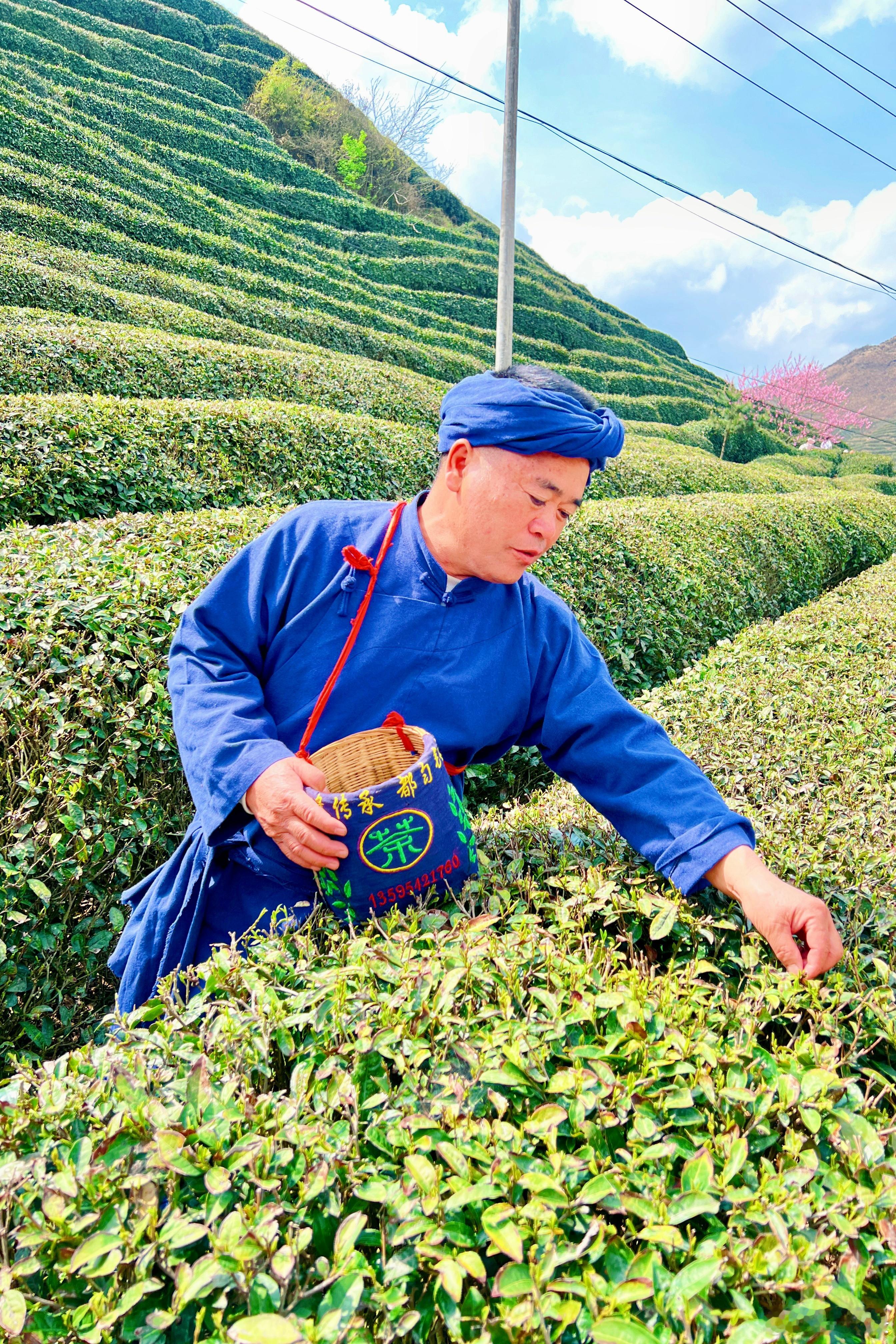 喝上明前最好的都匀毛尖，也感慨“北有仁怀茅台酒，南有都匀毛尖茶”！#来贵州上春山