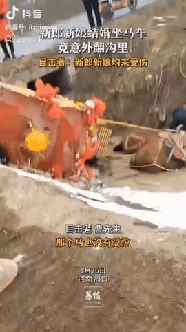 1月26日，河南周口，新郎新娘结婚坐马车，没想到马车发生意外掉进沟里，幸运的是新