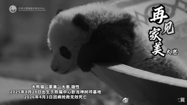 大熊猫家美大崽去世据中国大熊猫保护研究中心官方通报，雄性大熊猫“家美”大崽于 2