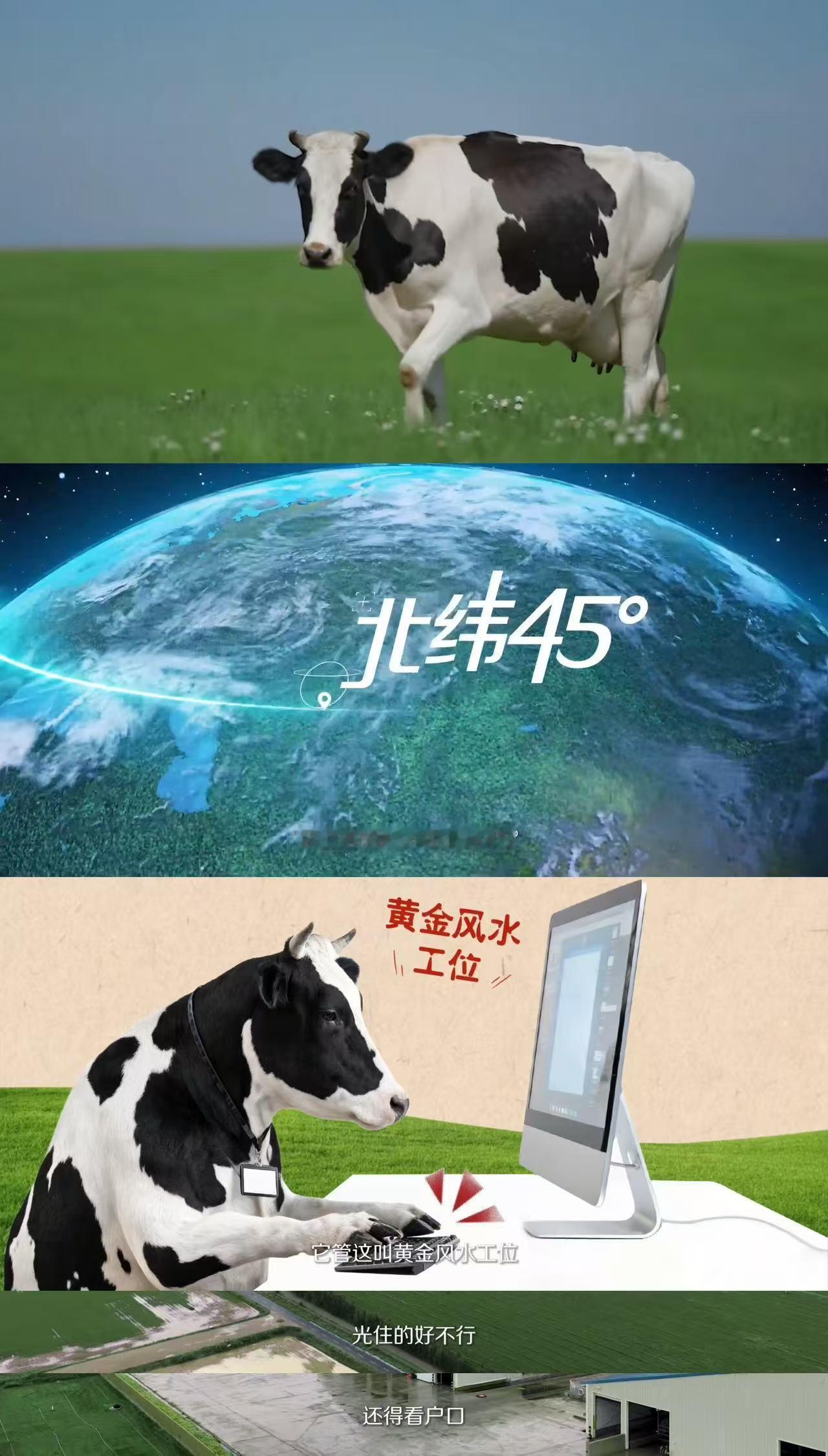 奶牛进厂居然这么严格全球不到三成奶牛能拿到offer 刷到奶牛进厂要过这么多关，