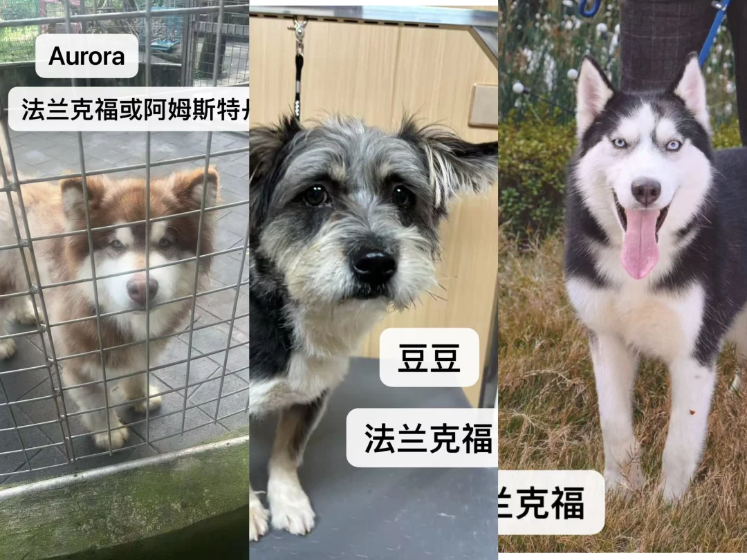 三只找到家的狗狗，需要一张机票德国/荷兰