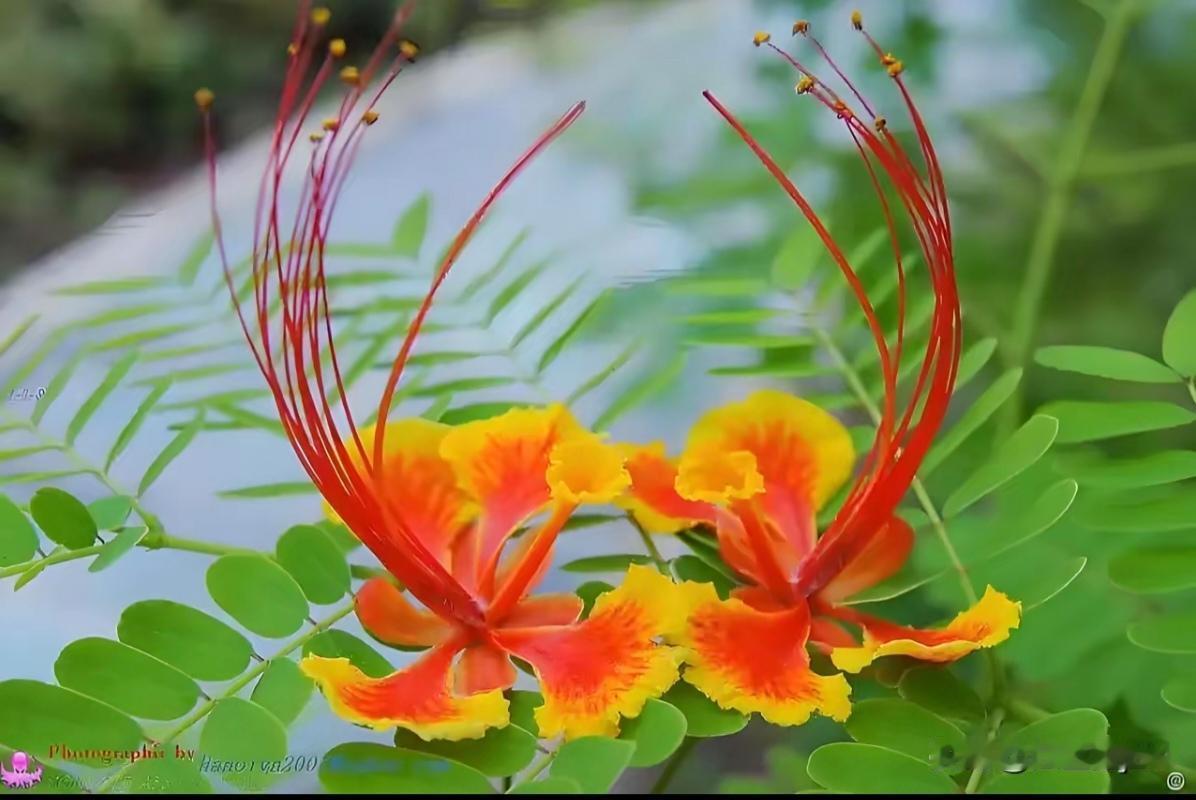这花照的太漂亮了，赏心悦目。[赞]