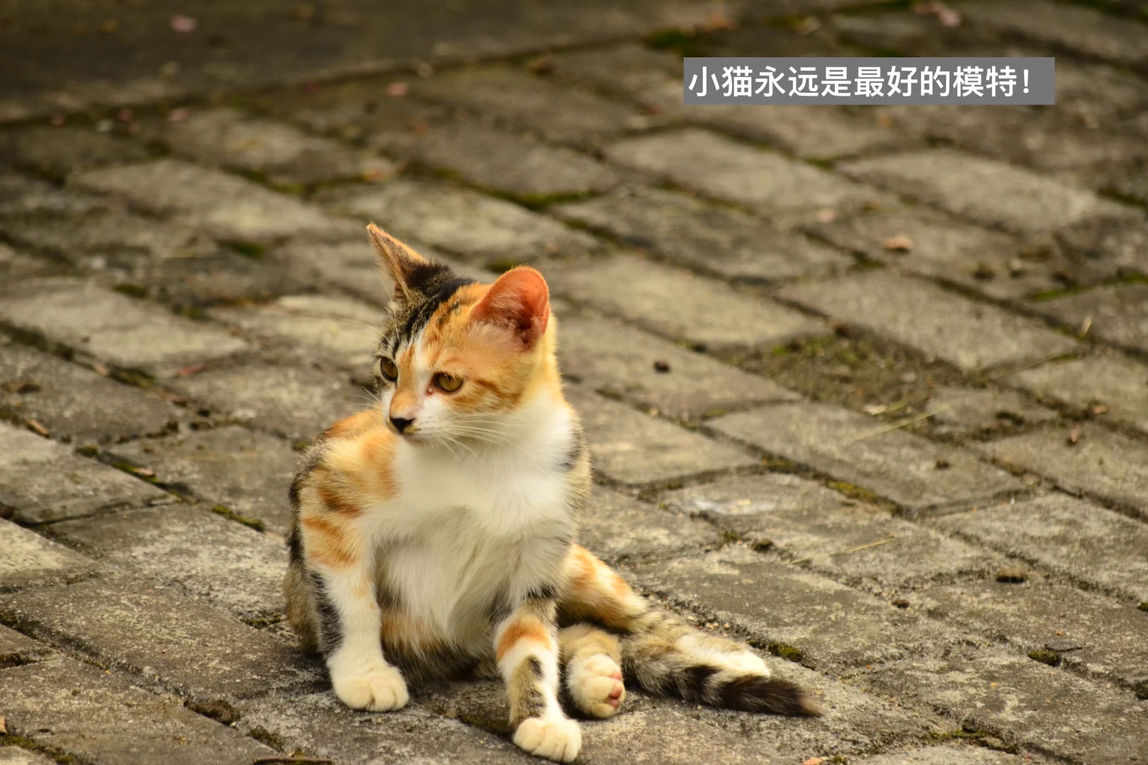 转角遇到猫🐈‍