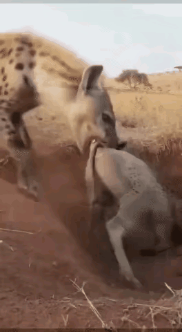 “掏肛”神兽，怎么变成咬尾大仙了？