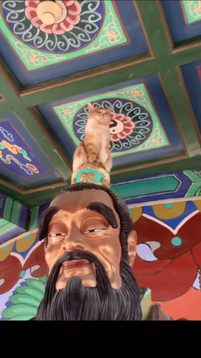 猫咪这次真是站在道德的制高点了！不敢想象如果十二生肖有猫，属猫的人会是啥性格呢？