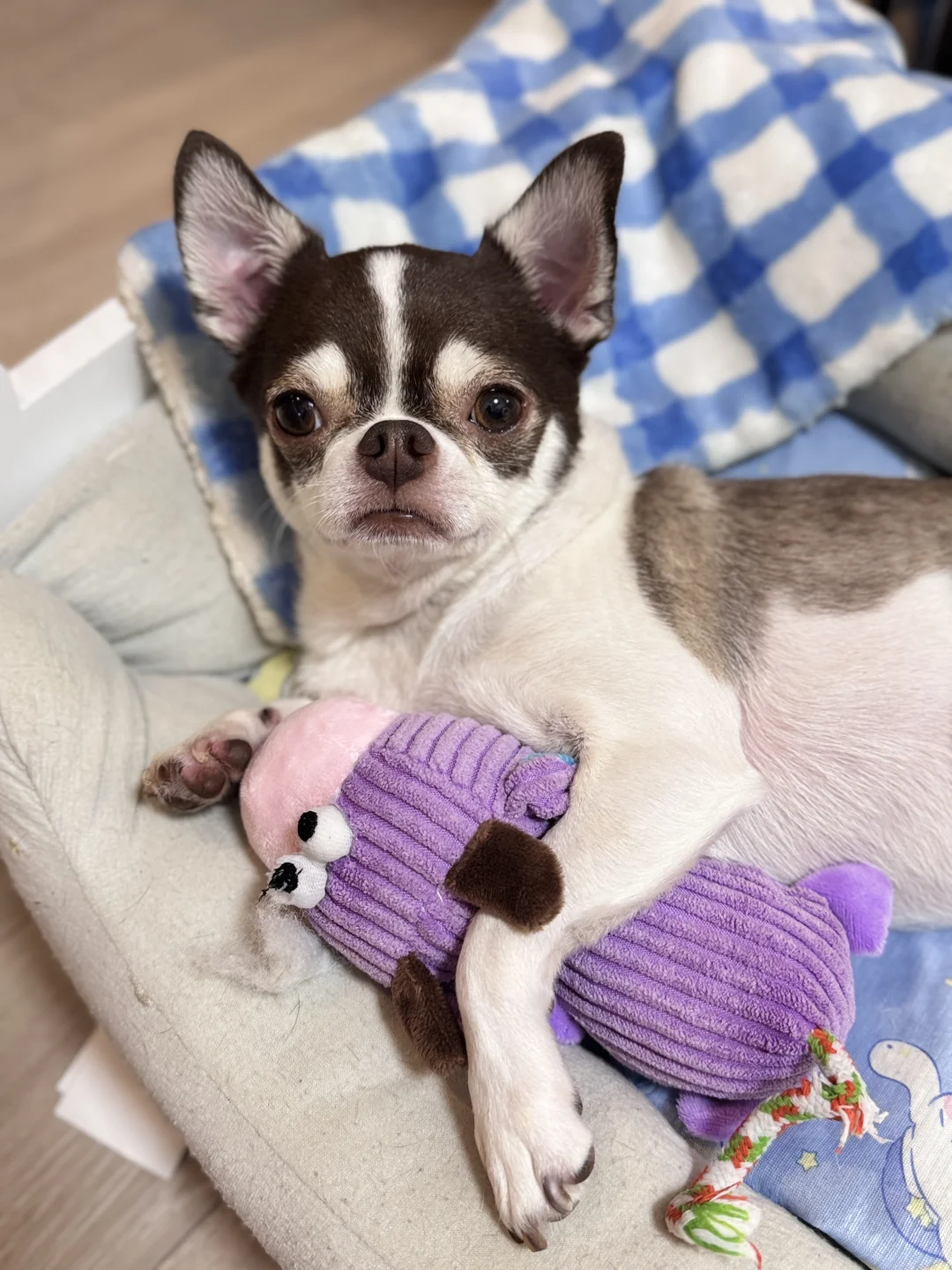 又买新玩具啦｜日本百元店宠物的最终选择