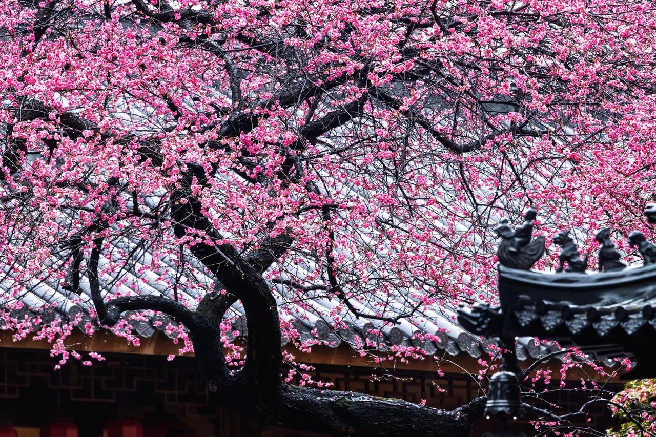 湖州铁佛寺梅花。湖州铁佛寺梅花藏在江南春景里的中式美学 春色与古建筑相互映衬 筑