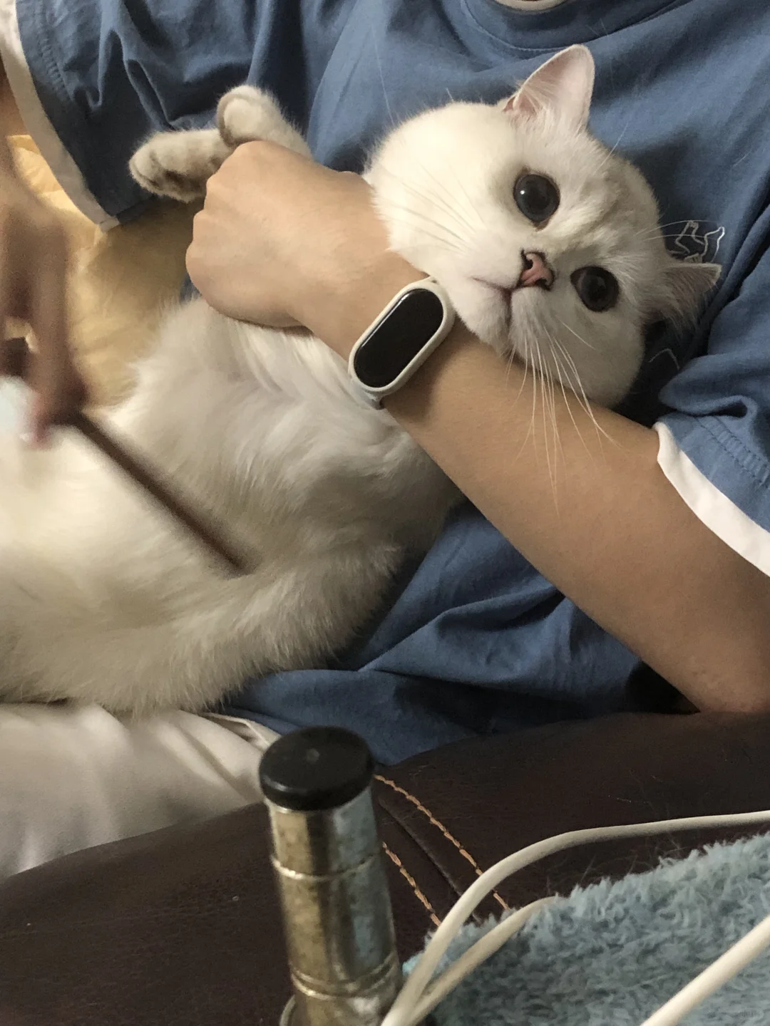 猫猫我啊，被绑架啦