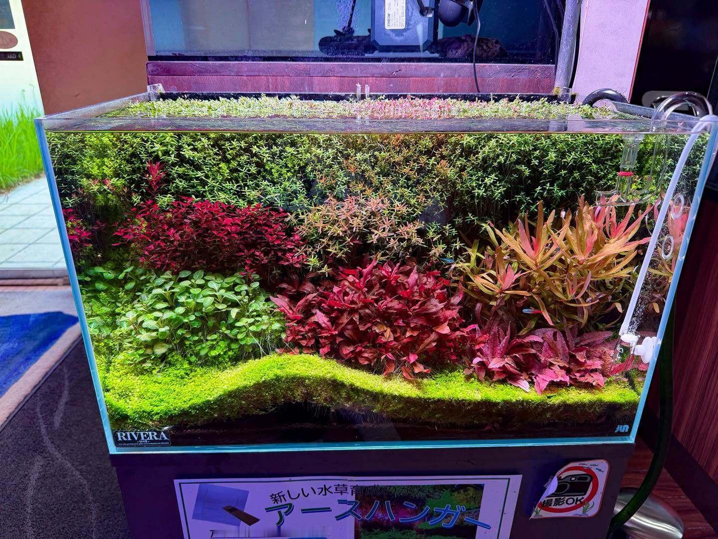 属于是地壳运动了。前景草太厚，浮起来了。 