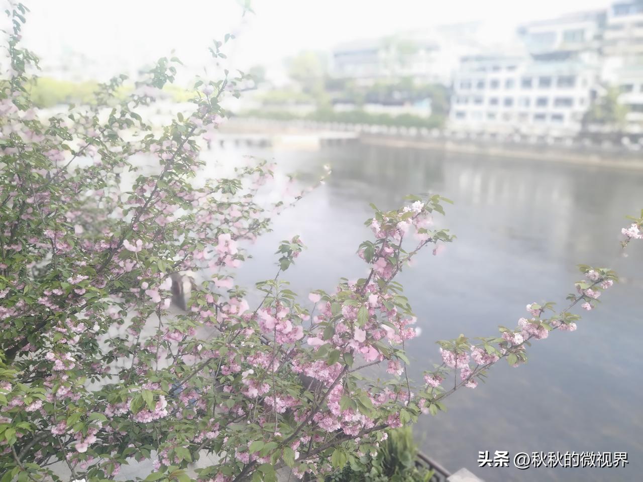 《晚樱最后的倔强》
人间四月芳菲尽
放眼望去不再姹紫嫣红
大自然以绿色为主调了