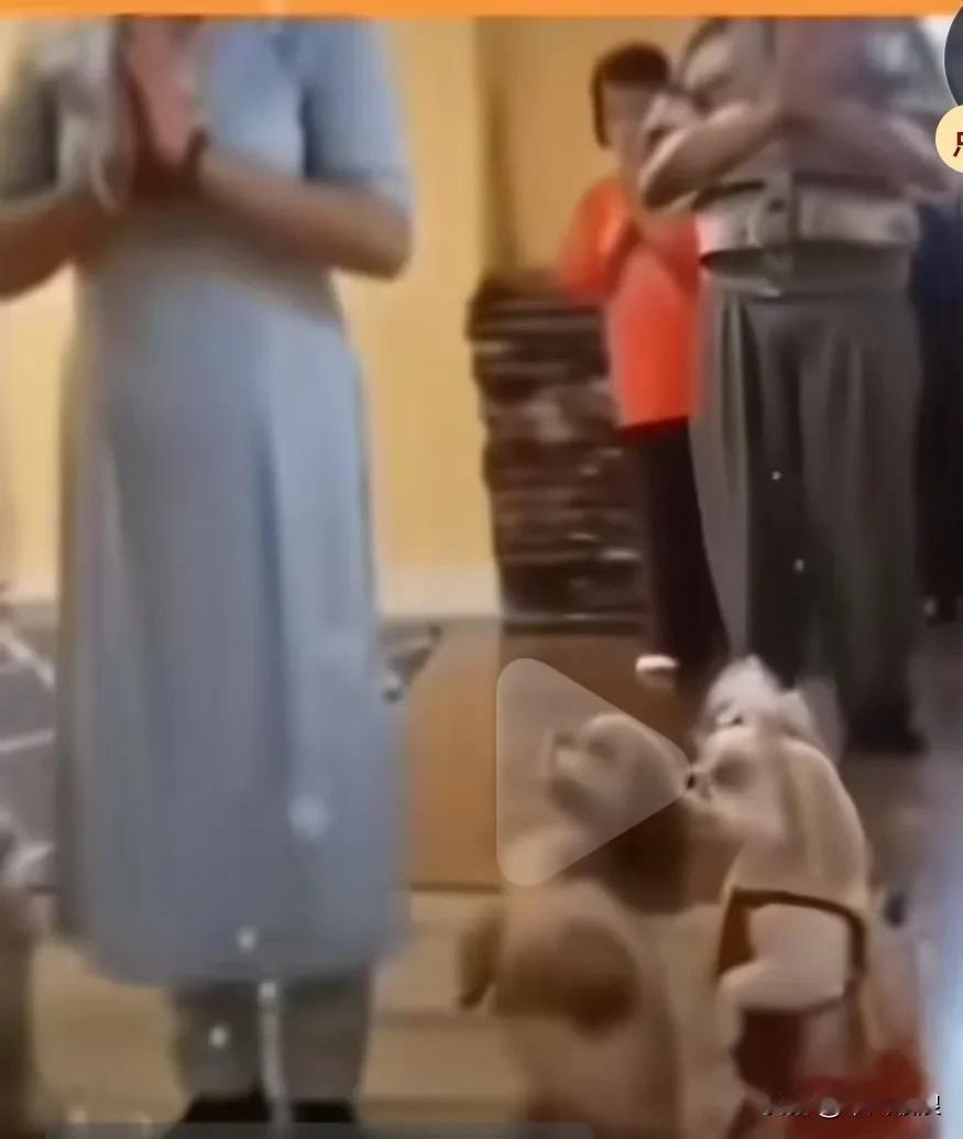姑娘带着二只小狗去寺庙，跪拜佛像狗狗也跟着跪，这一拜成了生死不改的缘份，让佛祖保