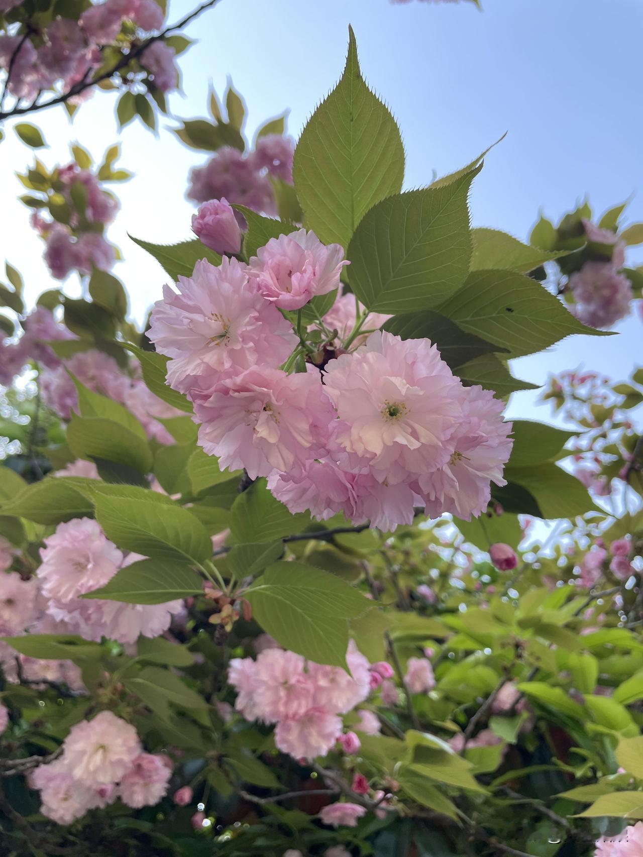 春天的樱花，简直是大自然给人间的绝美馈赠！就说大连，有好几处赏樱宝地。
劳动公园