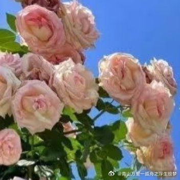 每日一善 观山则情满于山，观海则情溢于海。读书使人心明眼亮。读书之法，在循序渐进