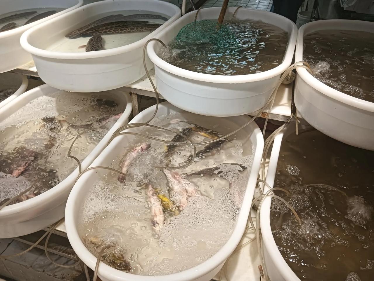 
周末了，一大早醒了那就不睡懒觉了，直接超市走起，昨晚梦见吃鲈鱼了，那梦醒了还不