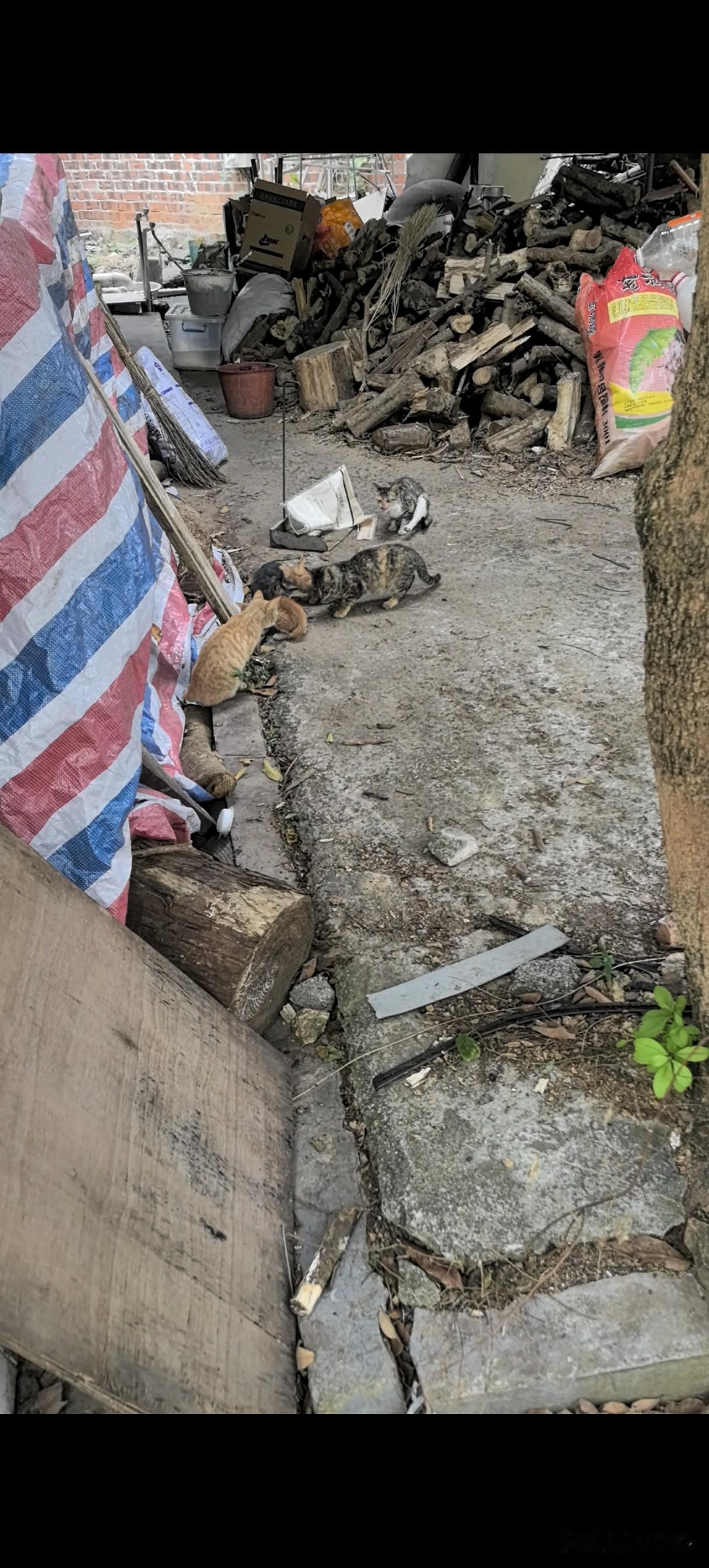 工场里的“半流浪猫”疯狂繁殖！食堂阿姨投喂+假期自谋生路，它们的现状，戳穿了“禁