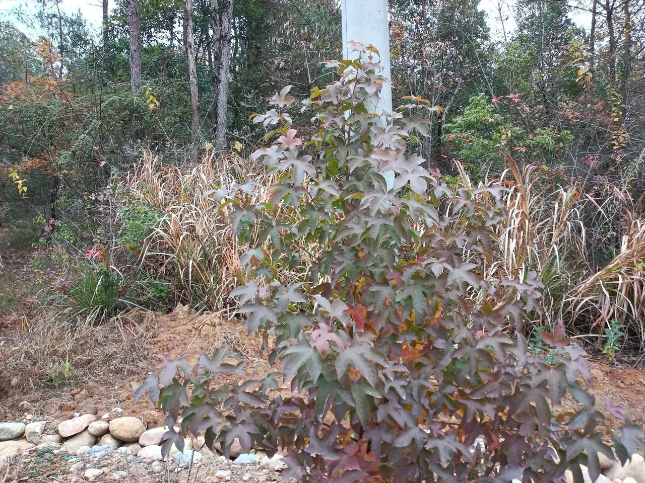 冬日里的枫树
路边顽强小枫树，冬日季节已大雪，迎寒熬霜仍依旧，风姿饱满枫叶韵。