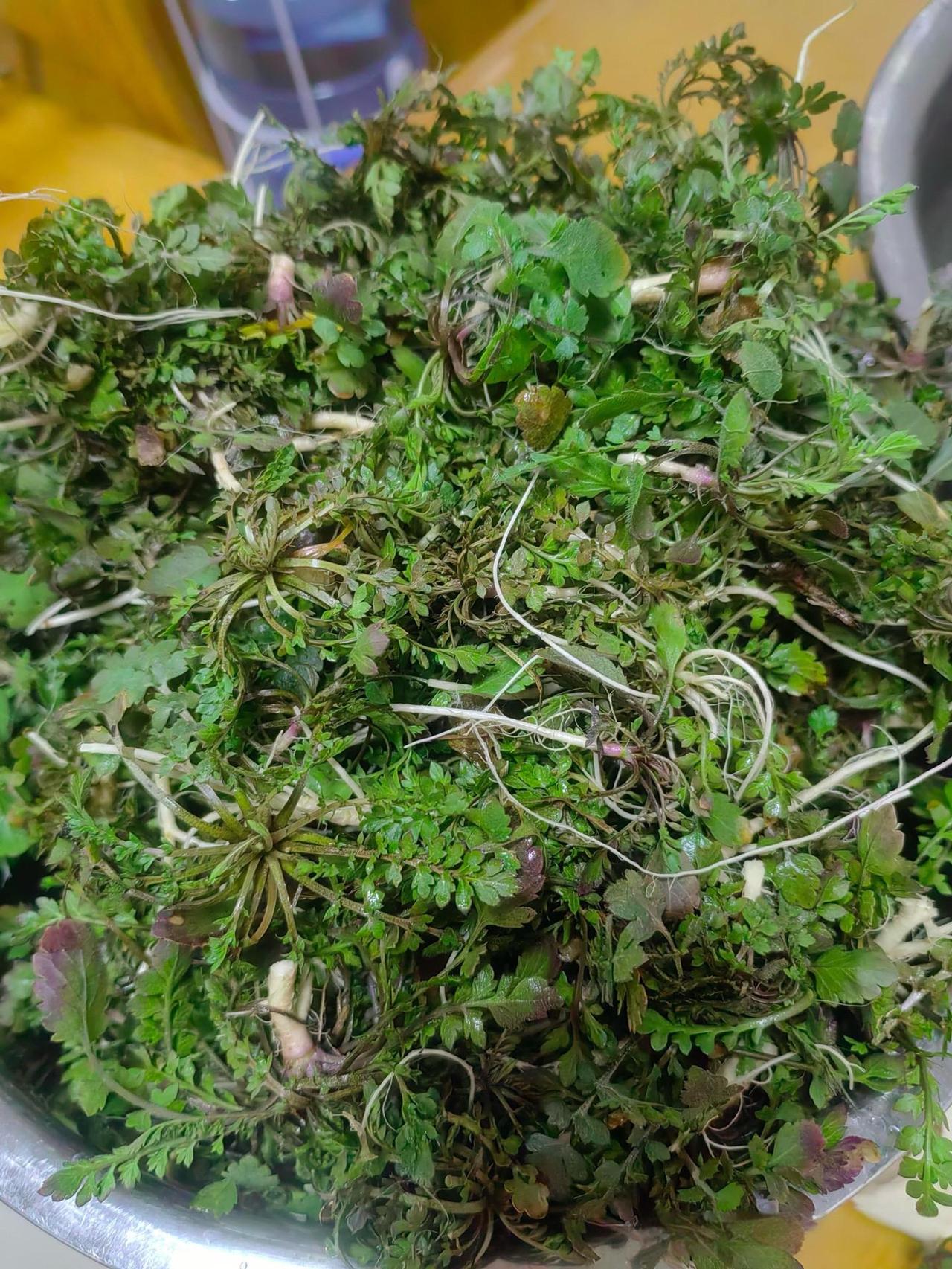 春天的第一餐野菜