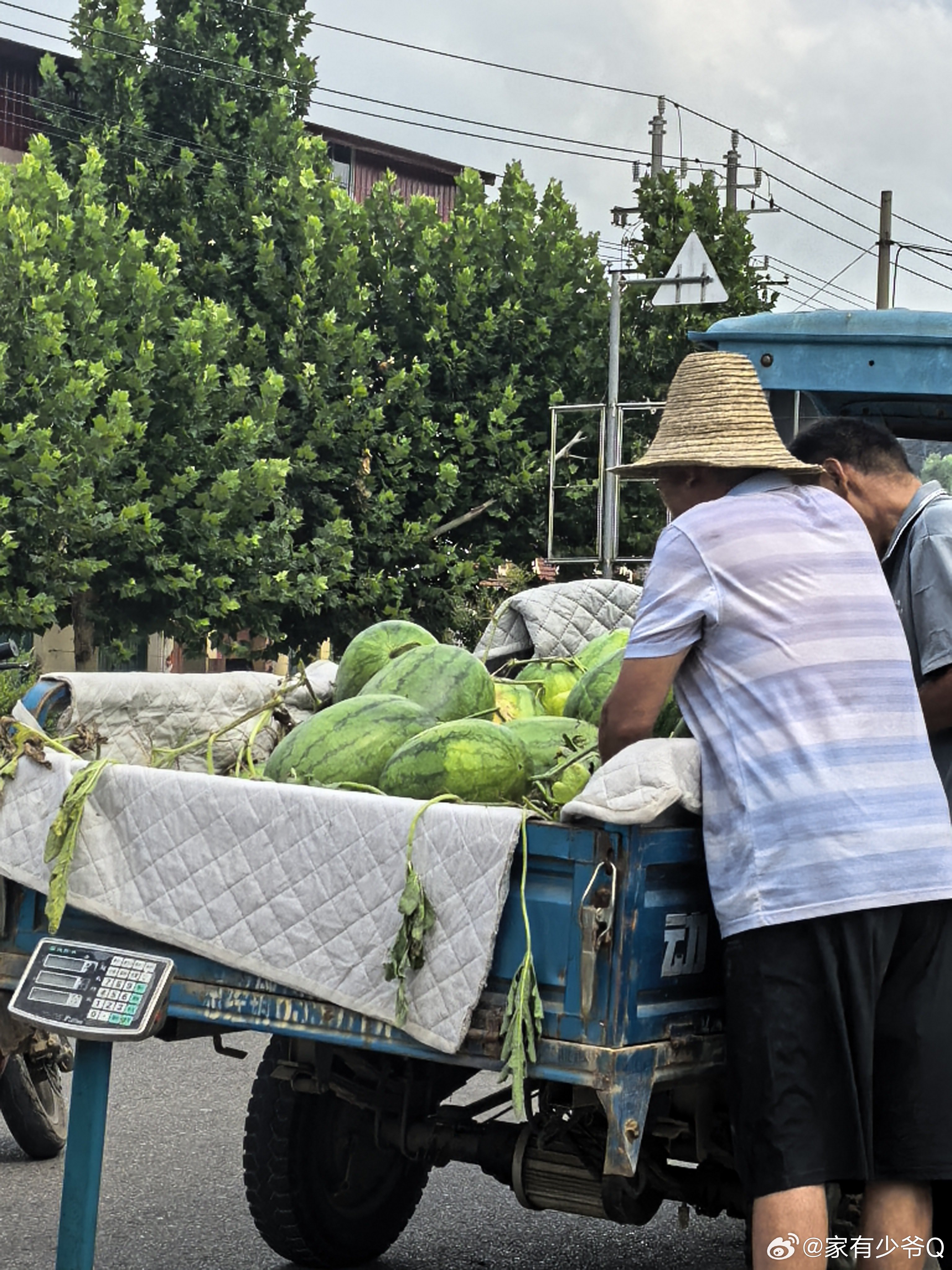 老家路边随处都是西瓜车，都是早上新鲜现摘的。4-6毛一斤，买了一个，拿回车上让小