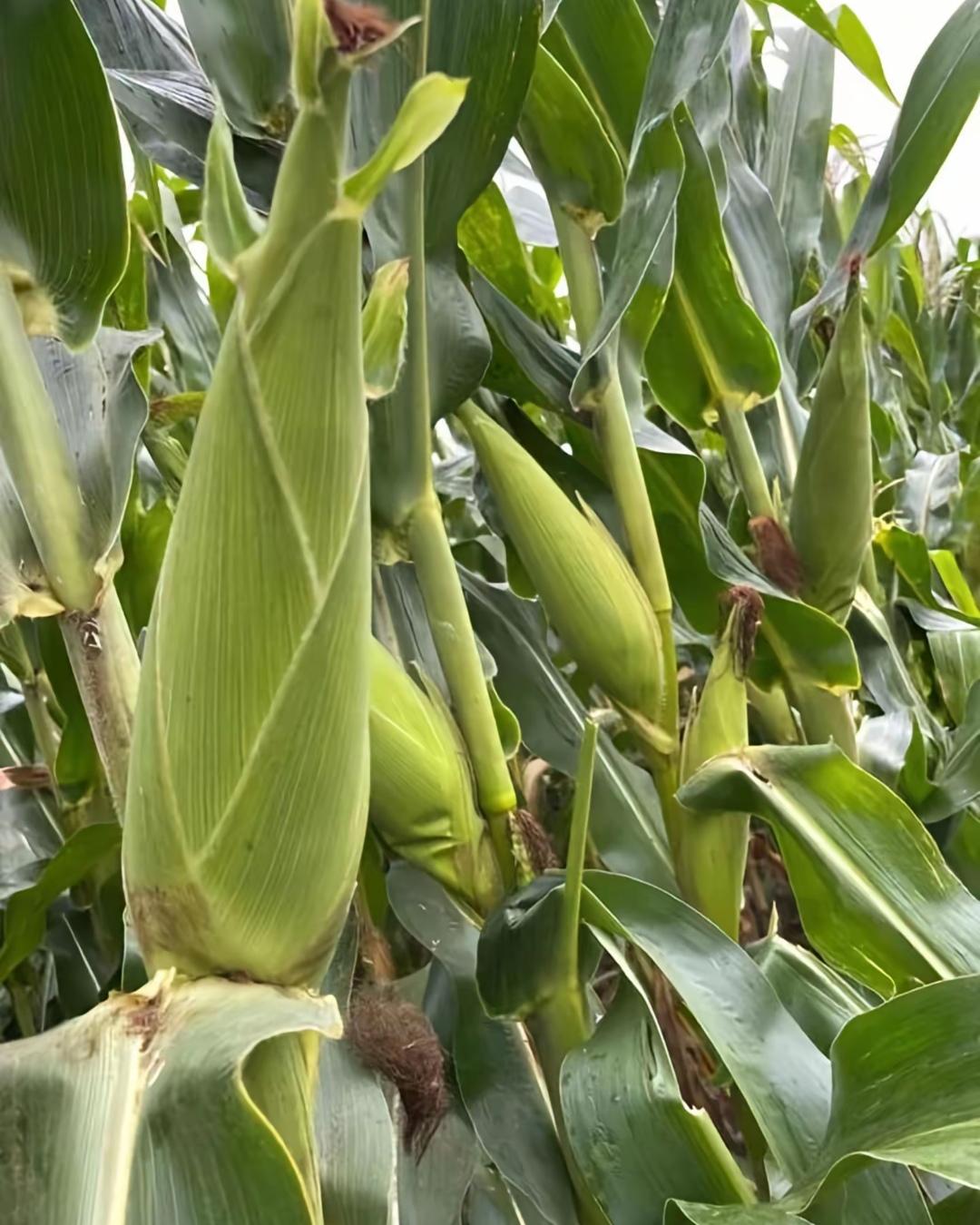 玉米在你们那儿的方言叫什么我们这里的玉米叫包粟，珍珠粟，你们那边玉米都叫什么呢？