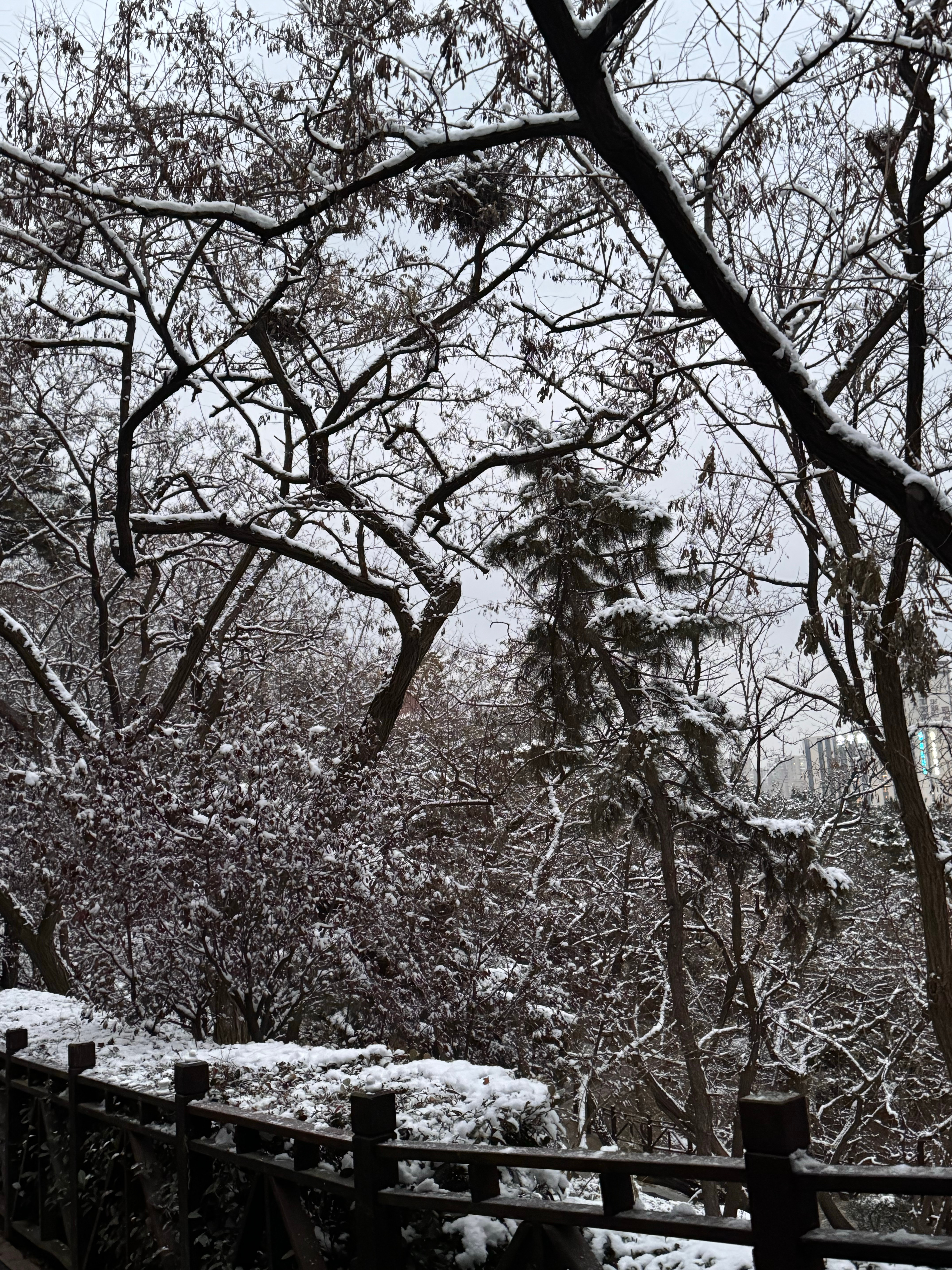 今天雪都化了～