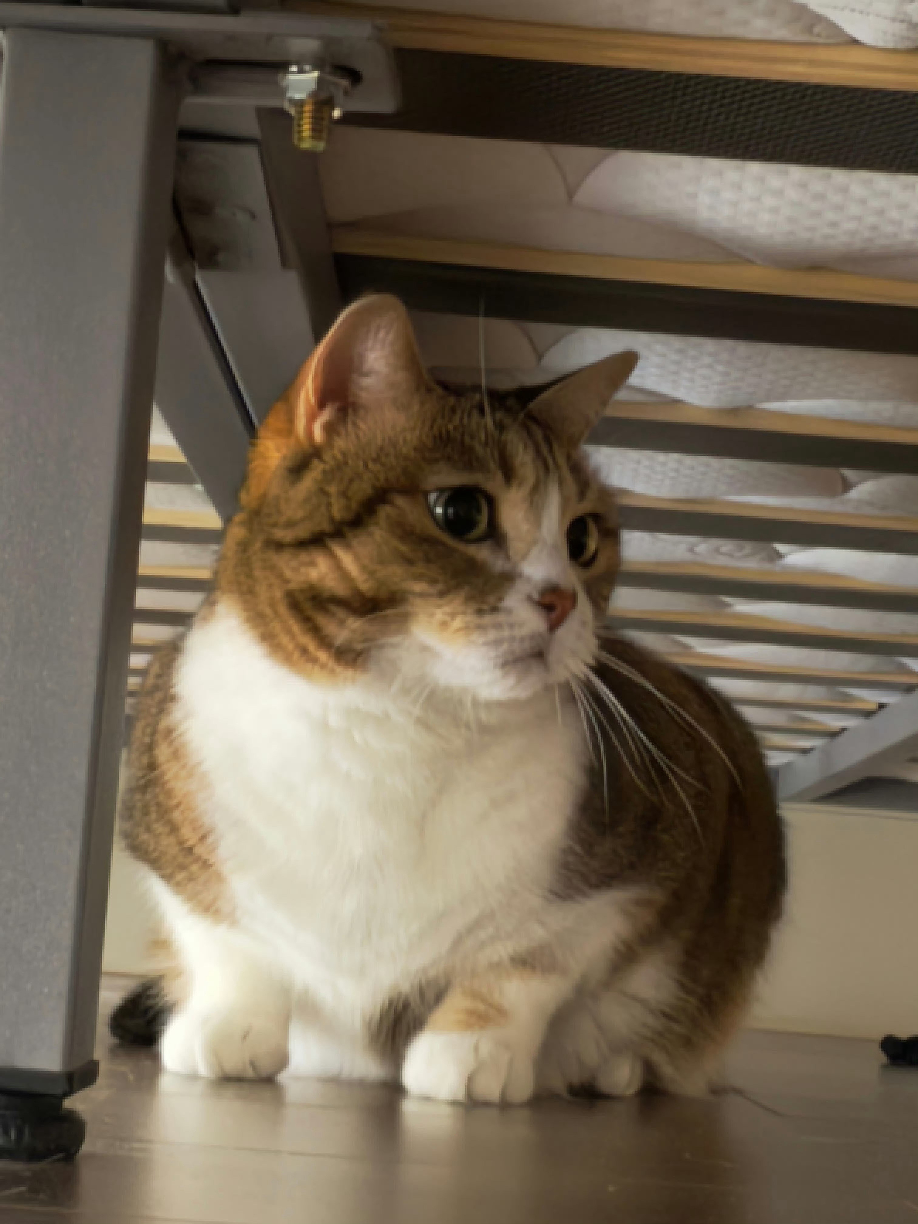猫不计较，猫不在乎，猫不出来。 