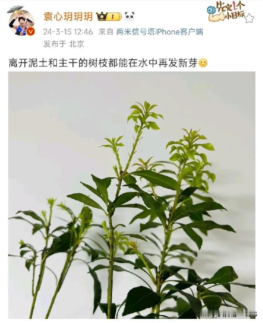 袁心玥更新博文再次引起热议
       袁心玥不愧是北师大心理学部毕业的高材生