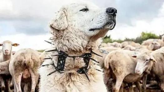 为什么狼群不敢攻击有牧羊犬的羊群？一位牧民表示，如果在野外，牧羊犬遭到狼的攻击，