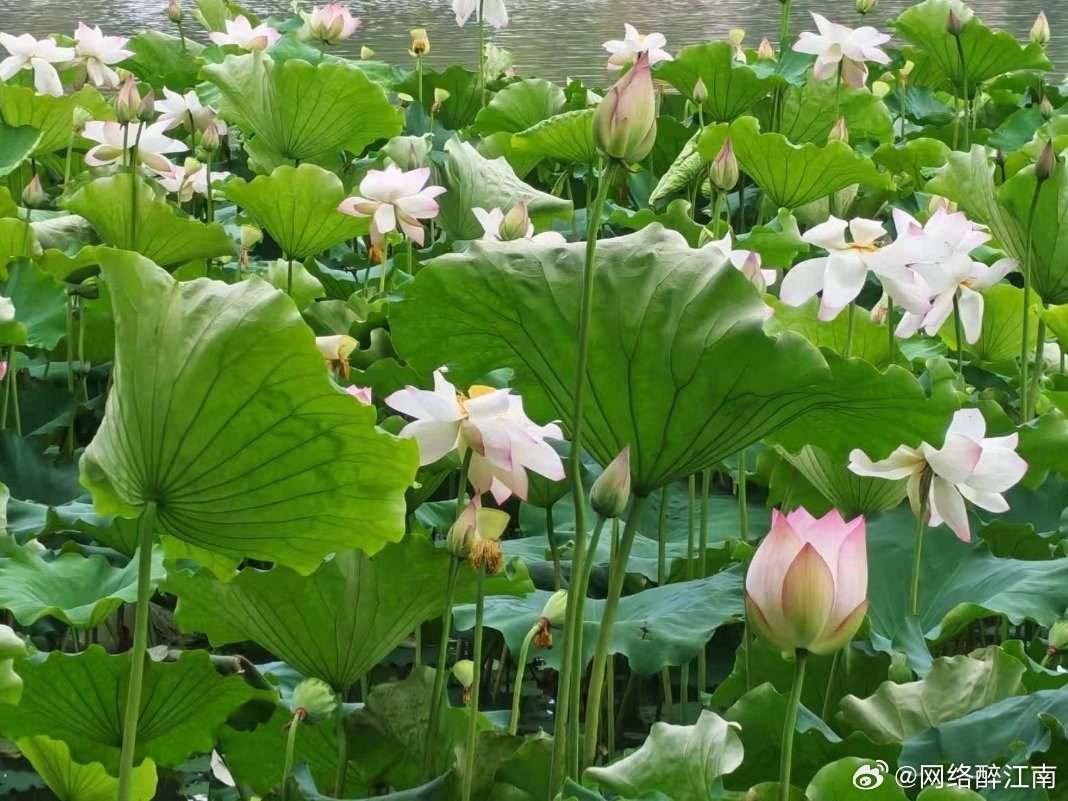 荷叶田田，荷花满塘香……用眼睛寻找美丽江南天天拍好摄天下荷花 马鞍山
