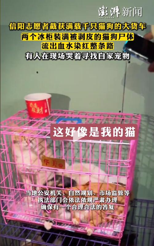 11月24日，河南信阳有网友称当地发现一辆满载千余只猫狗的大货车。当时下着雨，雨