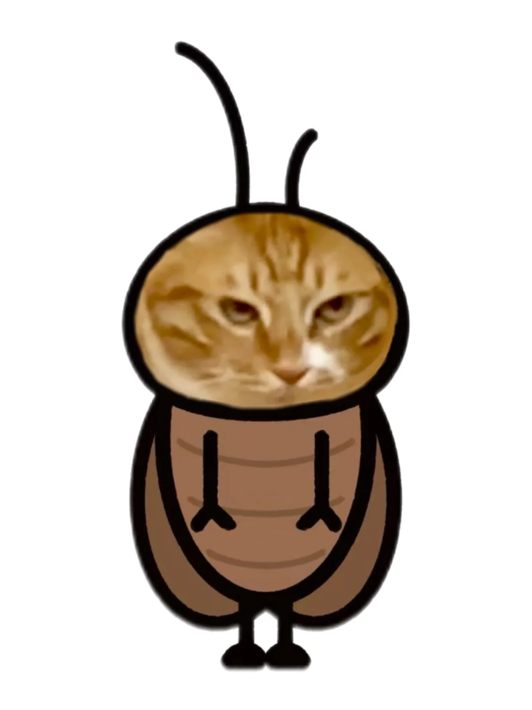 你的螂来啦