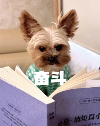 来自爸比对呆球的看图说故事本周我完成了连续7天铁粉打卡，与的铁粉值额外增加1分！