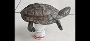 虽然听不懂
但龟龟儿应该骂的很难听